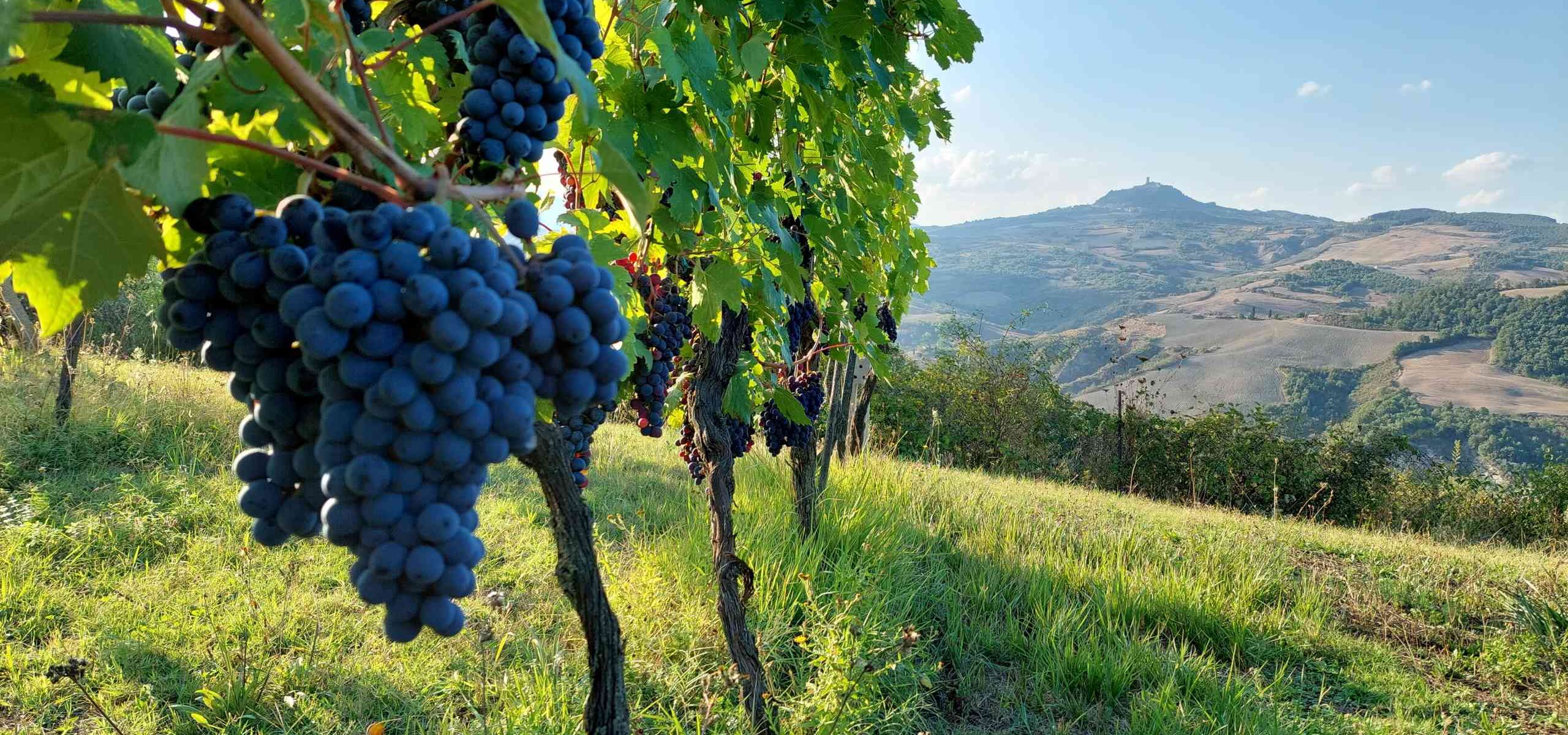 Red Grapes at Vino Etrusco sul Rigo